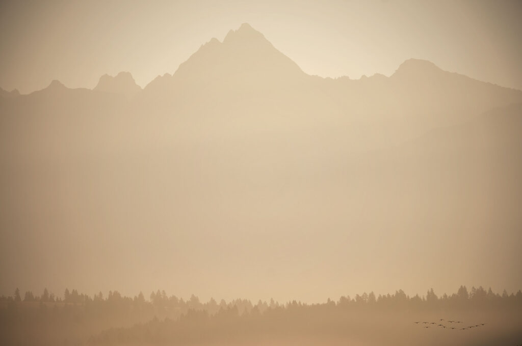 A landscape view of Fisher Peak with the treeline and birds flying below.